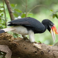 Rhinoceros_Hornbill-251114-133FRYAP-FYA00930-W.jpg