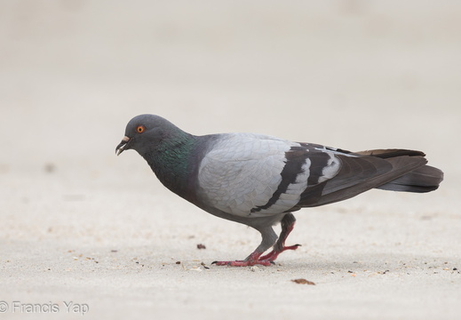 Rock Dove