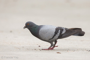 Rock Dove-160425-124EOS1D-FY1X7256-W.jpg