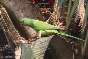 Rose-ringed Parakeet-110823-104EOS1D-FYAP8081-W.jpg