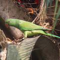 Rose-ringed_Parakeet-110823-104EOS1D-FYAP8081-W.jpg