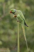 Rose-ringed Parakeet-201225-105CANON-FY5R3169-W.jpg