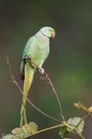 Rose-ringed Parakeet-210311-104MSDCF-FRY03135-W.jpg