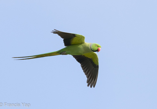 Rose-ringed Parakeet