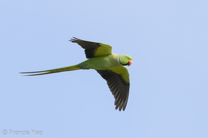 Rose-ringed Parakeet-210316-104MSDCF-FRY09012-W.jpg