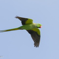 Rose-ringed_Parakeet-210316-104MSDCF-FRY09012-W.jpg