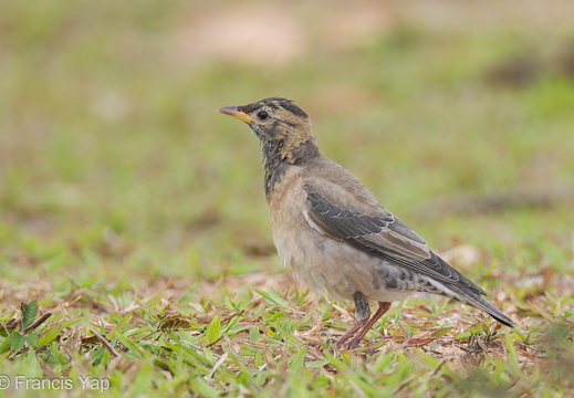 Rosy Starling