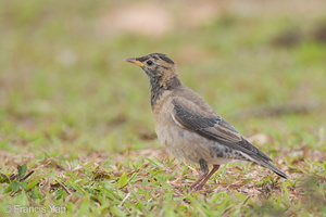 Rosy Starling-120225-109EOS1D-FYAP2977-W.jpg