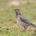 Rosy_Starling-120225-109EOS1D-FYAP2977-W.jpg