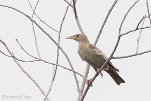 Rosy Starling-141111-100EOS7D-FY7D2031-W.jpg