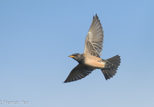 Rosy Starling