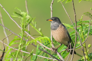 Rosy Starling-250116-254MSDCF-FYP08247-W.jpg