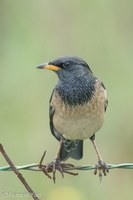 Rosy Starling-250129-255MSDCF-FYP06339-W.jpg