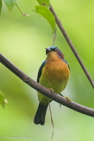 Ruby-cheeked Sunbird-210904-118MSDCF-FRY09959-W.jpg