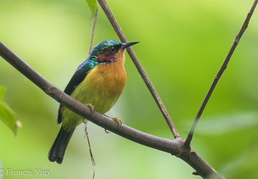 Ruby-cheeked Sunbird