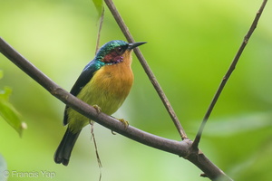 Ruby-cheeked Sunbird-210904-118MSDCF-FRY09997-W.jpg