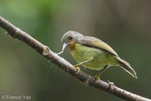 Ruby-cheeked Sunbird-220615-149MSDCF-FYP02584-W.jpg