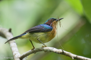 Ruby-cheeked Sunbird-220617-149MSDCF-FYP04397-W.jpg