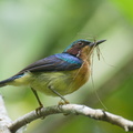 Ruby-cheeked_Sunbird-220617-149MSDCF-FYP04397-W.jpg