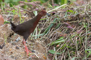 Ruddy-breasted Crake-100703-101EOS7D-IMG_1793-W.jpg