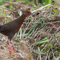 Ruddy-breasted_Crake-100703-101EOS7D-IMG_1793-W.jpg