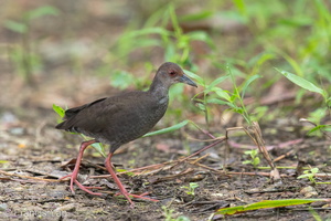 Ruddy-breasted Crake-120726-100EOS1D-FY1X0593-W.jpg