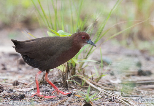 Ruddy-breasted Crake