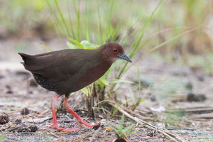 Ruddy-breasted Crake-121021-102EOS1D-FY1X9116-W.jpg