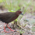 Ruddy-breasted_Crake-121021-102EOS1D-FY1X9116-W.jpg