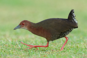 Ruddy-breasted Crake-260115-150FRYAP-FYA02704-W.jpg