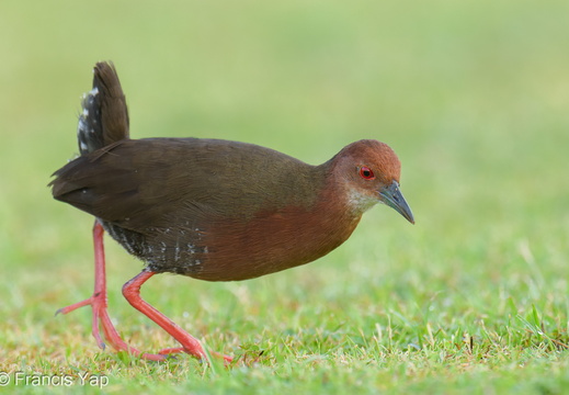 Ruddy-breasted Crake