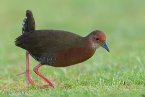 Ruddy-breasted Crake-260115-150FRYAP-FYA03001-W.jpg