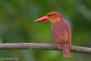 Ruddy Kingfisher-111110-109EOS7D-IMG_3095-W.jpg