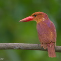Ruddy_Kingfisher-111110-109EOS7D-IMG_3095-W.jpg