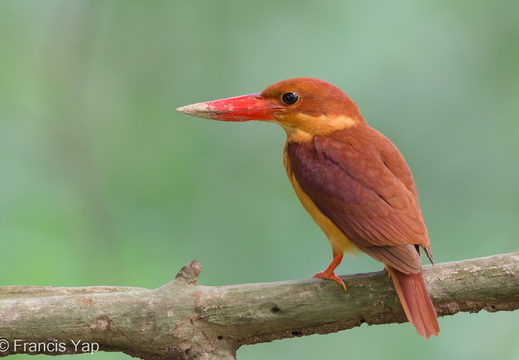 Ruddy Kingfisher