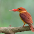 Ruddy_Kingfisher-111204-110EOS7D-IMG_0726-W.jpg