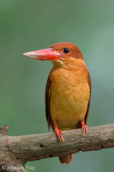 Ruddy_Kingfisher-111204-110EOS7D-IMG_0735-W.jpg