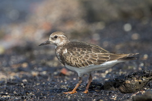 Ruddy Turnstone-131005-110EOS1D-FY1X4512-W.jpg