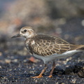 Ruddy_Turnstone-131005-110EOS1D-FY1X4512-W.jpg