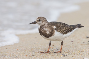 Ruddy Turnstone-131013-110EOS1D-FY1X6901-W.jpg