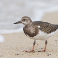 Ruddy_Turnstone-131013-110EOS1D-FY1X6901-W.jpg