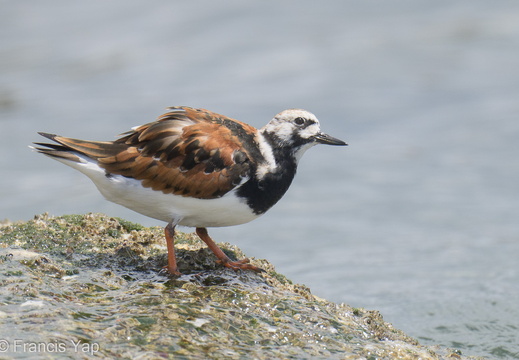 Ruddy Turnstone