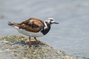 Ruddy Turnstone-220410-145MSDCF-FRY04239-W.jpg