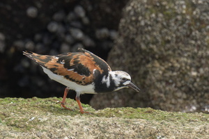 Ruddy Turnstone-220410-145MSDCF-FRY06266-W.jpg