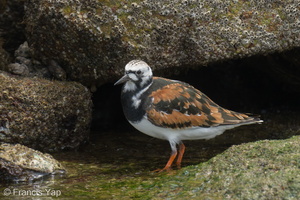 Ruddy Turnstone-220410-145MSDCF-FRY06626-W.jpg