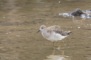 Ruff-161202-107EOS1D-F1X26447-W.jpg