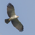 Rufous-bellied_Eagle-120106-107EOS1D-FYAP2048-W.jpg