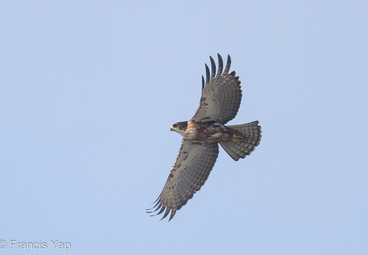 Rufous-bellied Eagle