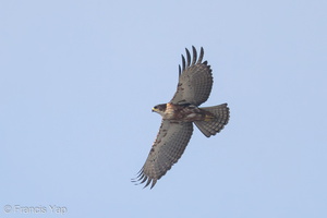 Rufous-bellied Eagle-200322-120EOS1D-F1X20003-W.jpg