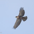 Rufous-bellied_Eagle-200322-120EOS1D-F1X20003-W.jpg